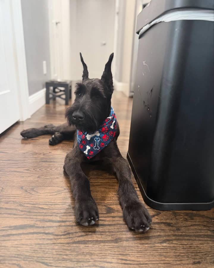 Giant Schnauzer Puppies Chicago