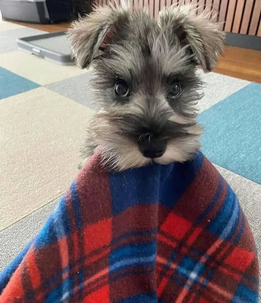 Schnauzer puppy for sale in Washington