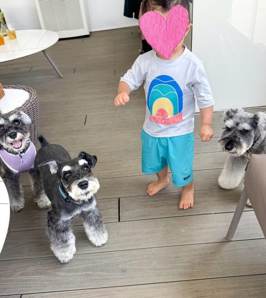 Adopt Schnauzer puppy in Denver