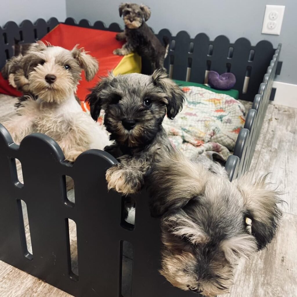 Schnauzer puppy for sale Vancouver