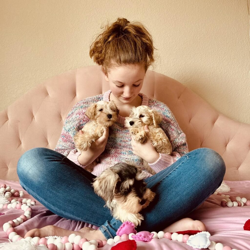 Buy Schnauzer puppy in Richmond