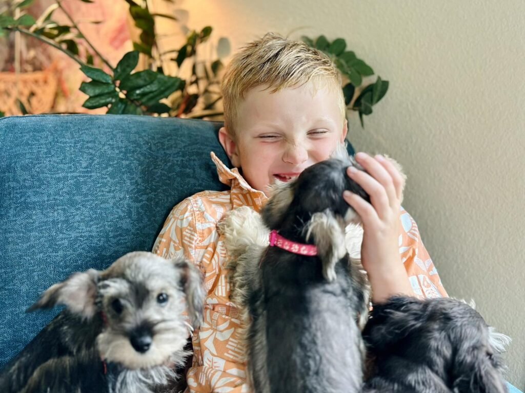 Buy Schnauzer puppy in Seattle