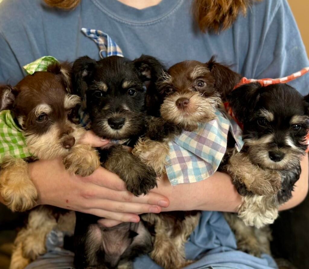 Buy Schnauzer puppy in Austin
