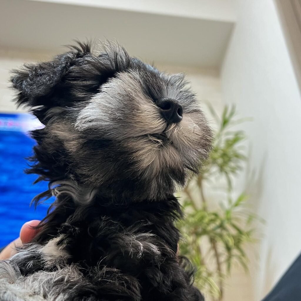 Miniature Schnauzer puppies Vancouver